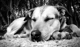 十元一次找定位：手机丢失、孩子走失、宠物寻找的即时解决方案