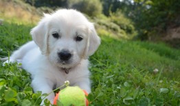 十元一次找定位：手机丢失、孩子走失、宠物寻找的即时解决方案