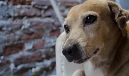 十元一次找定位：手机丢失、孩子走失、宠物寻找的即时解决方案